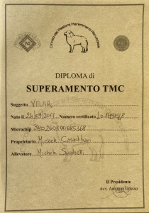 Velar Diploma TMC