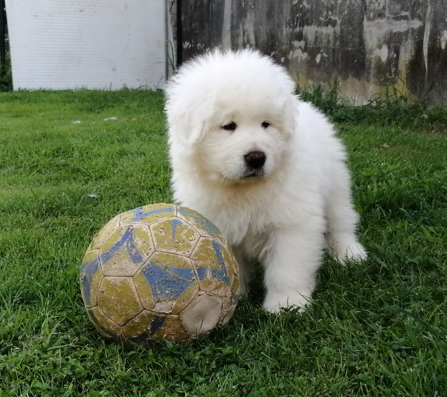 Consigli e Servizi - allevamento di cani Pastore Abruzzese Maremmano
