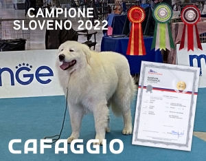 CAFAGGIO campione sloveno